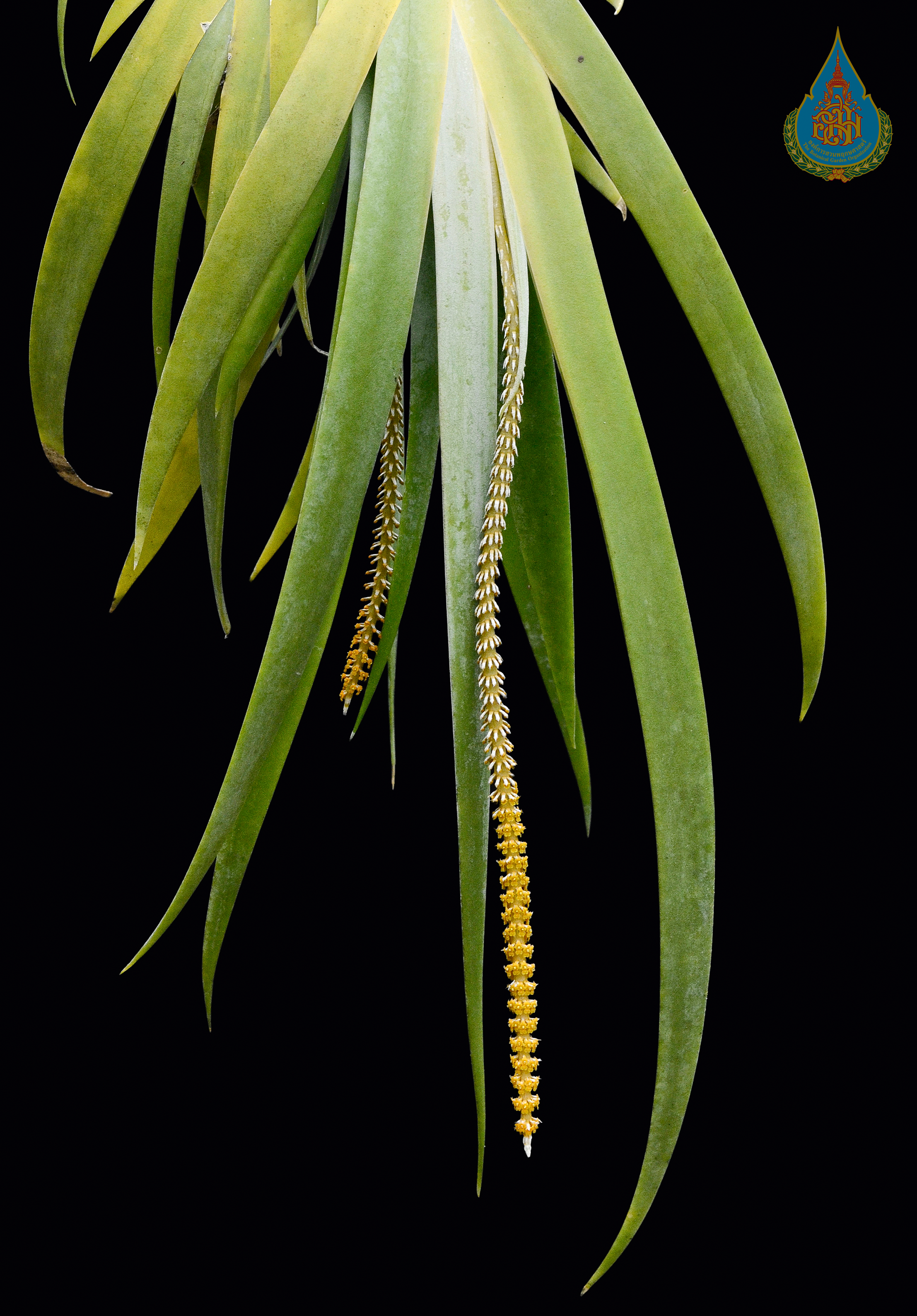 กล้วยไม้หางปลา Oberonia ensiformis (Sm.) Lindl.<br/>ORCHIDACEAE